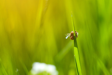 ladybug on grass