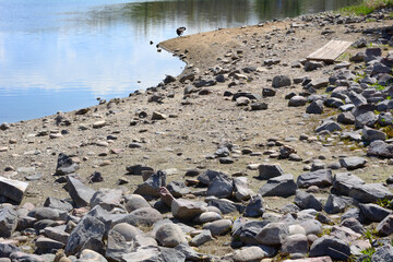 Increasingly wide rocky shoreline of receding Colorado lake in drought with Canada Goose on edge of water