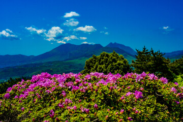 経塚山のミヤマキリシマ