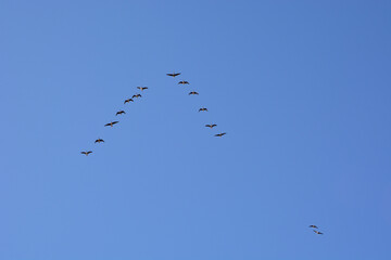 A flock of flying geese against the blue sky. Migratory birds.Natural background 