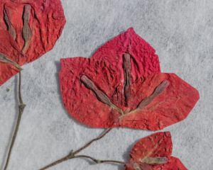 Red pressed bouganvilleas herbarium close up