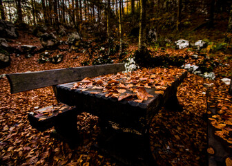 Forest Bench