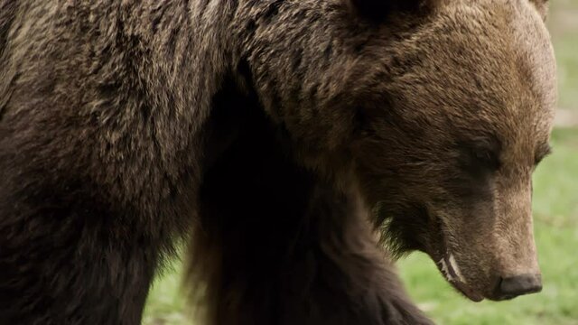 Bear Walking Forest Wild Animal Eating Nature Close Up