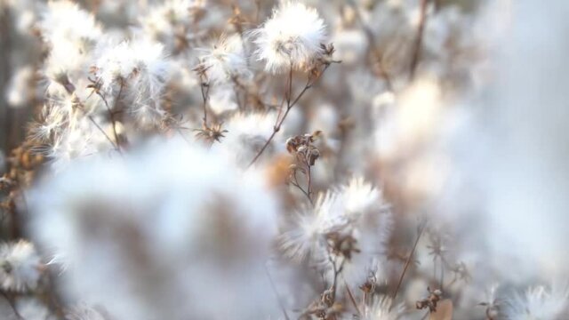 Field thistle, with flowers and pappus bristles