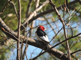 Red-headed woodpecker 