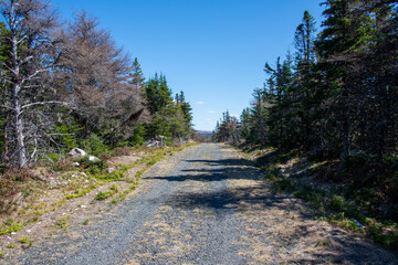 Fototapeta premium A long gravel dirt road that runs into a forest of trees. The tall luscious evergreen trees are in full bloom. The trees have lots of green leaves. The road has tire truck patterns in the gravel dirt.