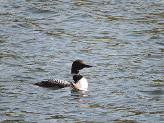 Common loon