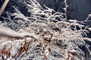 ice on the tree