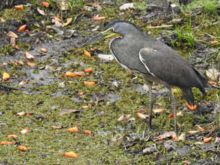 This species was photographed in Caño Negro