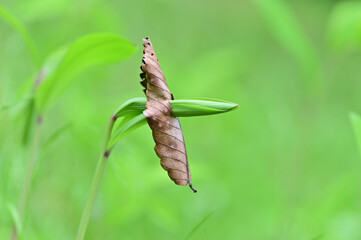 欅の枯れ葉とアマドコロの芽生え