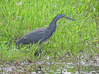 This species was photographed in Caño Negro