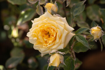 Beautiful pink roses flower in the garden