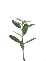 Leaves of Feijoa sellowiana, feijoa, pineapple guava and guavasteen, ornamental and medicinal plant with edible fruits, on white background