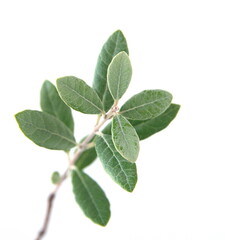 Leaves of Feijoa sellowiana, feijoa, pineapple guava and guavasteen, ornamental and medicinal plant with edible fruits, on white background