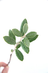 Leaves of Feijoa sellowiana, feijoa, pineapple guava and guavasteen, ornamental and medicinal plant with edible fruits, on white background