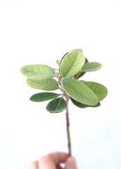 Leaves of Feijoa sellowiana, feijoa, pineapple guava and guavasteen, ornamental and medicinal plant with edible fruits, on white background