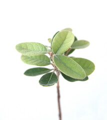 Leaves of Feijoa sellowiana, feijoa, pineapple guava and guavasteen, ornamental and medicinal plant with edible fruits, on white background