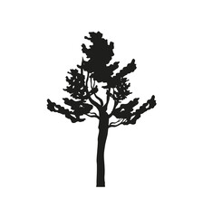 Obraz premium silhouette tree branches