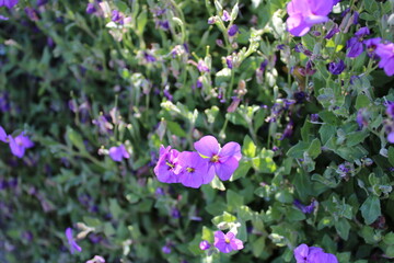 purple flowers in the garden