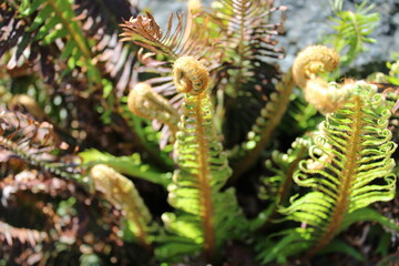 botanical garden 