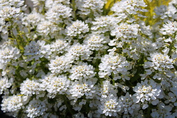 white little flower 