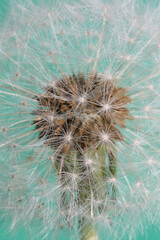 Flower blossoming close up taraxacum officinale dandelion blow ball asteraceae family modern...