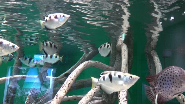 School of Archerfish, Toxotes Jaculatrix and Scatophagus Argus fish swimming by mangroves underwater. Close up. 4K