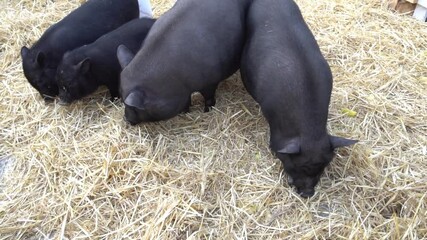 Slow Motion four black pig in the hay