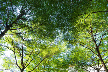 Green tree in summer daytime