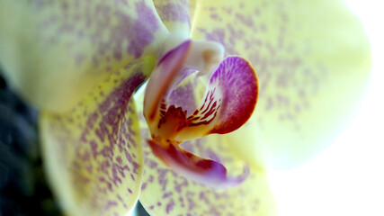 Pink and Yellow Orchid