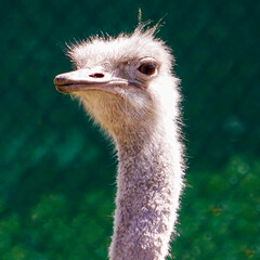 Ostrich saying what are you looking at