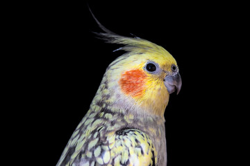 Portrait of a yellow small parrot