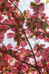 View from under a pink flowering dogwood tree with cloudy spring skies behind