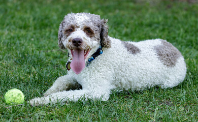 Fototapeta premium 3-Year-Old Lagotto Romagnolo puppy male lying down and resting near its toy. Off-leash dog park in Northern California.