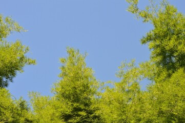 green trees and blue sky