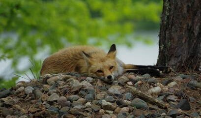 tired momma fox