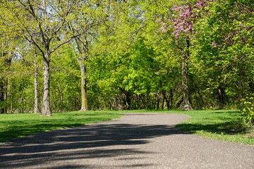 Fototapeta na wymiar Path with the blooming tree in the park