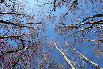 落葉したブナの木と青空