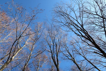落葉したブナの木と青空