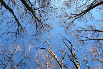 落葉したブナの木と青空