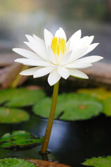 A Beautiful White Water Lily