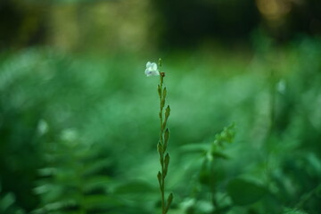 White flowers stand out among the many plants in the background.