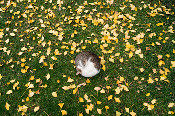Cat sleeping on grass, surrounded by ginkgo leaves, Buenos Aires, Argentina