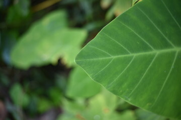 Green bon leaves for background pictures for landscaping, home decoration.