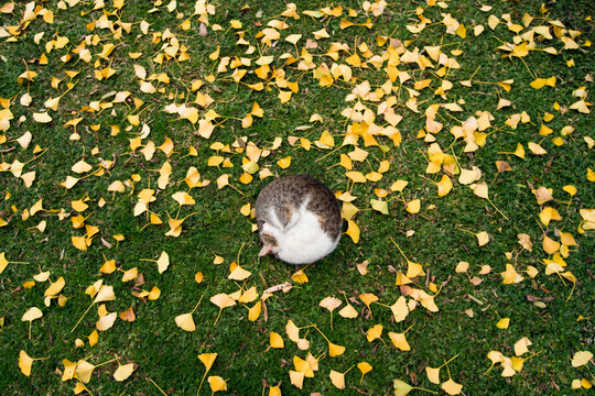 Cat sleeping on grass, surrounded by ginkgo leaves, Buenos Aires, Argentina