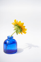 自然光で撮影したひまわり