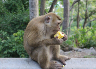 Wild macaques monkeys beside the street are eating coin. 