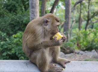 Wild macaques monkeys beside the street are eating coin. 