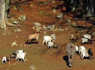 Donkey and domestic goats on the morning sun in the Zoo Juraparc Vallorbe - Canton of Vaud,...