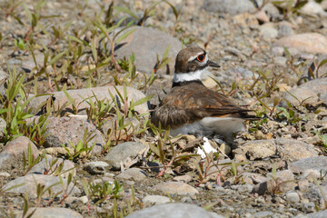 Killdeer bird or Charadrius vociferus sitting on nest made from debris and scrap of white construction board laying eggs on rocky lake shore